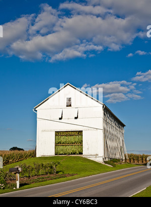 Séchage de feuilles de tabac dans une ancienne grange blanche sur une ferme amish, comté de Lancaster, Strasburg, Pennsylvanie, États-Unis culture agricole,pt agriculture verticale 8,62 Banque D'Images