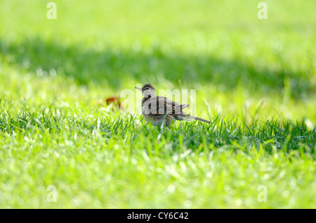 Belle Richard de Sprague (Anthus novaeseelandiae) sur grass field Banque D'Images