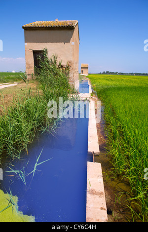 Dans les champs de riz vert Valencia El Saler avec outils d'irrigation et d'agriculture warehouse Banque D'Images