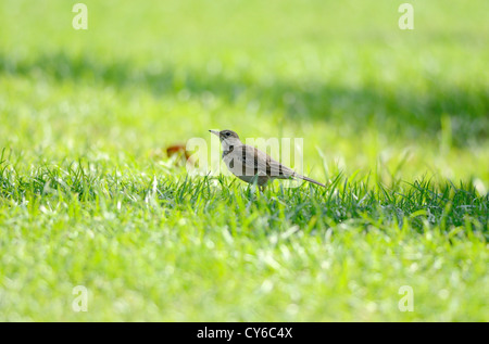 Belle Richard de Sprague (Anthus novaeseelandiae) sur grass field Banque D'Images