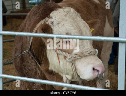 Arbre généalogique Bull au Highland Show Perth, Perthshire, Écosse Banque D'Images