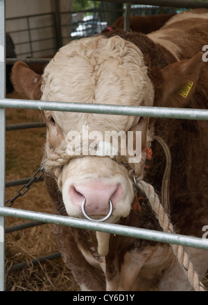 Arbre généalogique Bull au Highland Show Perth, Perthshire, Écosse Banque D'Images