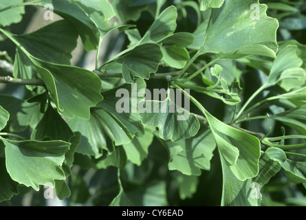 Arbre aux 40 écus Ginkgo biloba (Ginkgoaceae) Banque D'Images