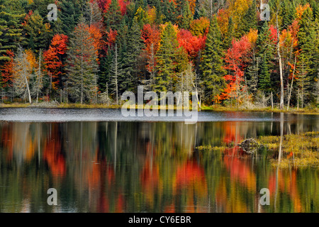 Réflexions d'automne dans la région de Canoe Lake, Algonquin Provincial Park, Ontario, Canada Banque D'Images