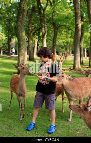 Un jeune garçon rss les cerfs sauvages dans le parc de Nara, au Japon, un parc à l'entrée de Daimonji Temple. Banque D'Images