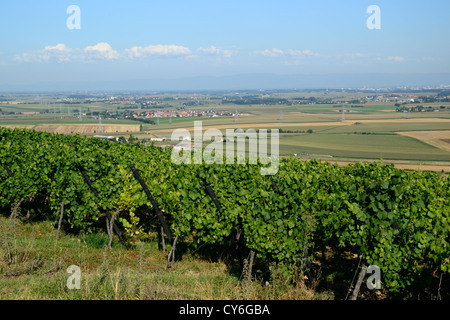 Vignoble sur Marlenberg colline avec panorama sur la plaine d'Alsace à Strasbourg, Marlenheim, Bas Rhin, Alsace, France Banque D'Images