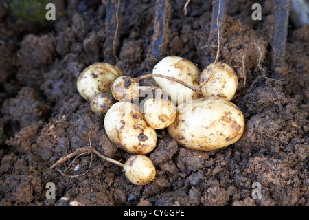 Dug up fraîchement cultivés accueil culture de pommes de terre difformes au Royaume-Uni Banque D'Images