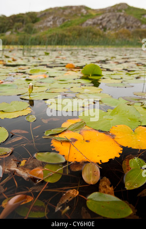 Nénuphar blanc dans l'eau douce loch écossais Banque D'Images