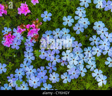 Olympic National Park, Washington : Diffusion de phlox (Phlox diffusa) et sur un sentier de la crête de l'ouragan Banque D'Images