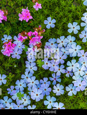 Olympic National Park, Washington : Diffusion de phlox (Phlox diffusa) et sur un sentier de la crête de l'ouragan Banque D'Images