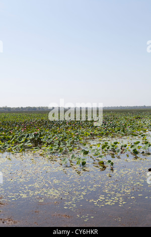 Mamukala wetlands dans le Kakadu National Park, Territoire du Nord, Australie. Banque D'Images