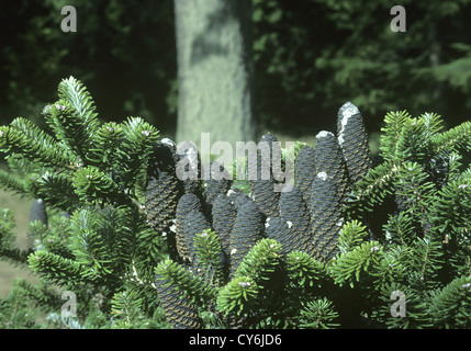 Le Sapin gracieux (Abies amabilis) sapin magnifique (Pinaceae) Banque D'Images