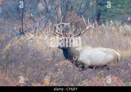 Bull Elk en automne feuillage - Cervus elaphus - Ouest du Montana Banque D'Images