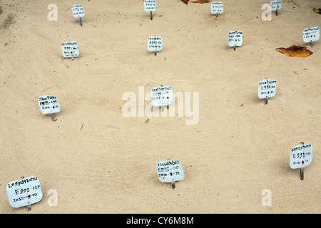 Patères dans le sable marquant les différentes espèces d'œufs de tortues en incubation à Koggala Habaraduwa turtle hatchery au Sri Lanka Banque D'Images