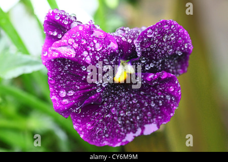 Une floraison d'hiver mauve pansy couvert de gouttes de pluie Banque D'Images