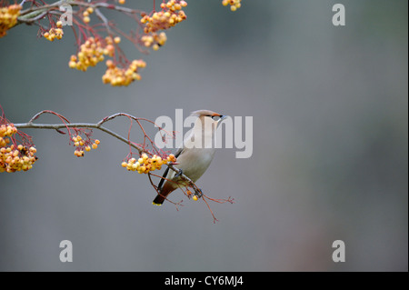 Jaseur boréal (Bombycilla garrulus) dans rowan tree (Sorbus) Banque D'Images