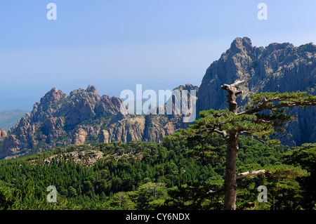 Les aiguilles de Bavella et code pin laricio corse du sud France 2A Banque D'Images