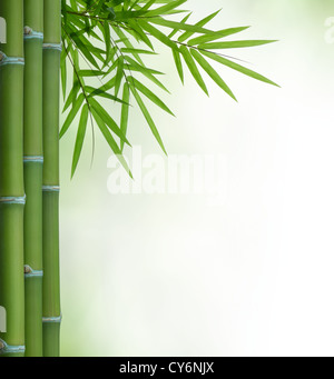 Bouquet de bamboo avec feuilles with copy space Banque D'Images