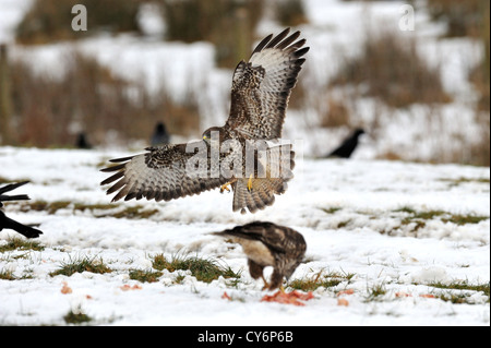 Buse variable (Buteo buteo) Banque D'Images