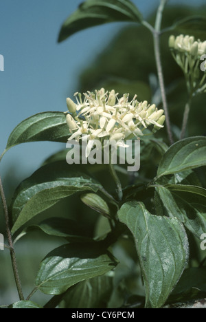 Cornaceae Cornus sanguinea Cornouiller Banque D'Images