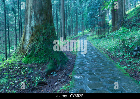 Sentier de pierre de la belle forêt de cèdres à Nikko, Japon Banque D'Images