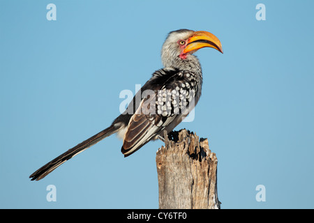 Calao à bec jaune (Tockus flavirostris) assis sur une souche, l'Afrique australe Banque D'Images