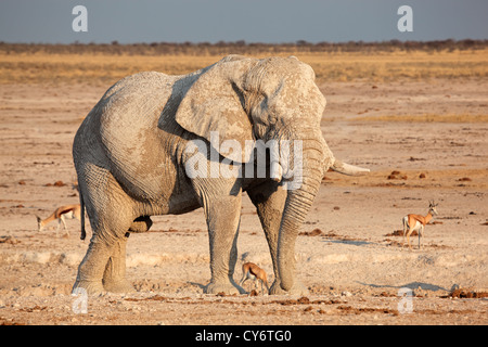 Grand éléphant africain (Loxodonta africana) bull couvert de boue, Etosha National Park, Namibie, Afrique du Sud Banque D'Images