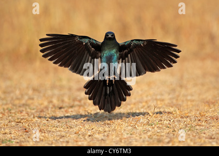 Burchell's starling (Lamprotornis australis) aux ailes déployées, Afrique du Sud Banque D'Images