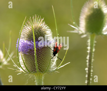 chardon d'été avec burnet moth Banque D'Images