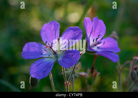 Géranium des bois (Geranium sylvaticum) sur un pré. Banque D'Images