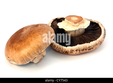 Les champignons isolé sur un fond blanc close up Banque D'Images