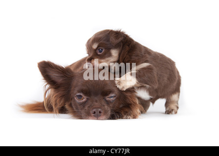 Chihuahua chiot isolé sur fond blanc Banque D'Images