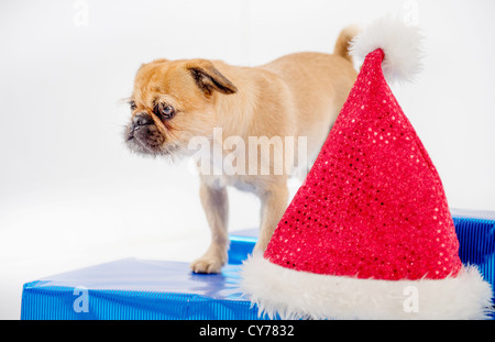 Cute pug debout sur blue Noël isolé sur fond blanc. Rouge Santa hat sur la droite. Banque D'Images