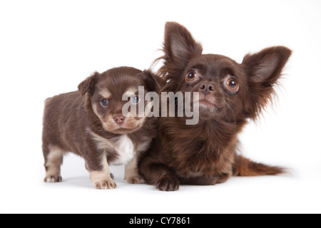 Chihuahua chiot isolé sur fond blanc Banque D'Images