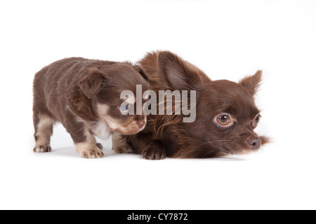 Chihuahua chiot isolé sur fond blanc Banque D'Images