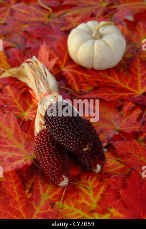 Trois mini-épis de maïs indien sec rouge avec blanc mini pumpkin sur un lit de feuilles d'érable rouge Banque D'Images