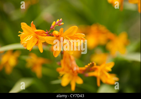 Crocosmia x crocosmiiflora 'Columbus', Montbretia Banque D'Images