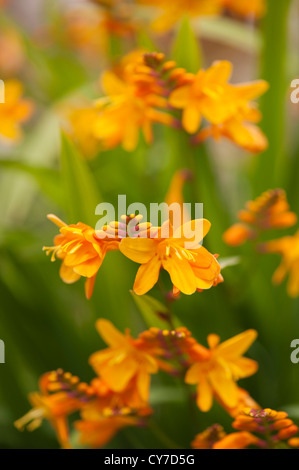 Crocosmia x crocosmiiflora 'Columbus', Montbretia Banque D'Images