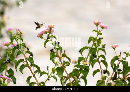 Sphynx colibri bénéficiant de nectar de fleurs jardin korcula croatie. Banque D'Images