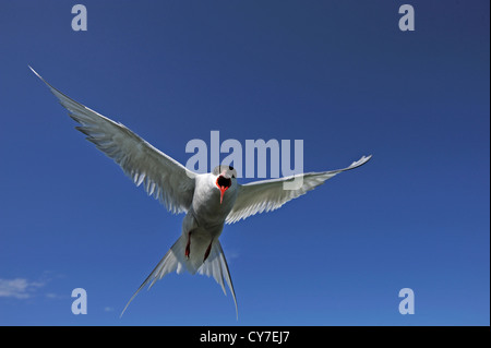 Sterne arctique (Sterna paradisaea) Banque D'Images