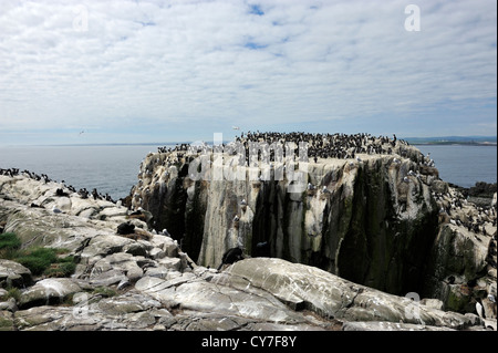 Common guillemot (Uria aalge) Banque D'Images