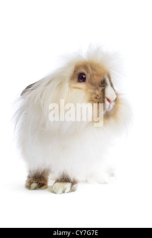 Lapin tête de lion angora blanc sur Banque D'Images