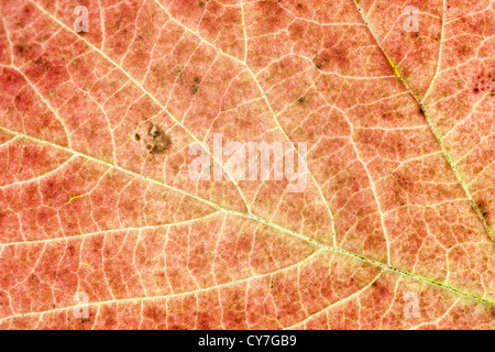 Plan Macro sur feuille avec des stries jaunes Banque D'Images