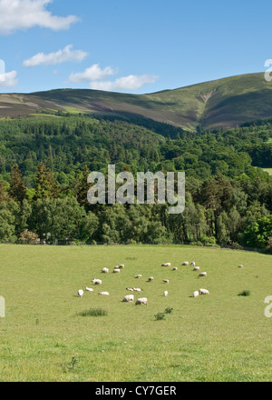 Terres agricoles mixtes dans les Scottish Borders Banque D'Images