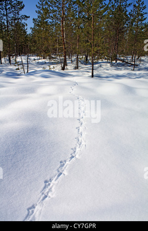 Trace du grand tétras sur la neige blanche Banque D'Images