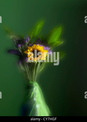 Tournesol jaune avec un fond vert Banque D'Images