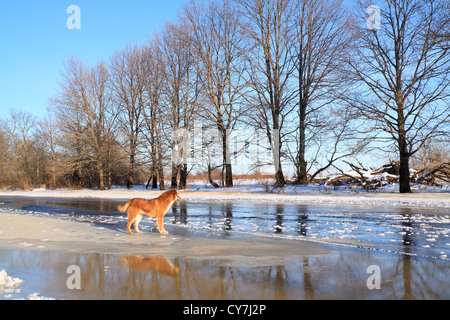 Sur la côte de la rivière bois Chêne Banque D'Images