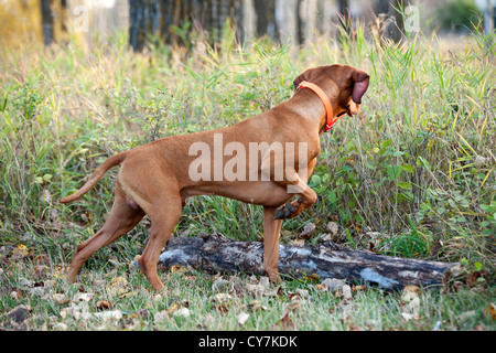 Chien de chasse en forêt de pointage Banque D'Images