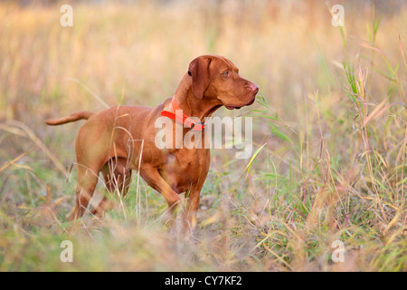 Chien de chasse dans la zone de pointage Banque D'Images