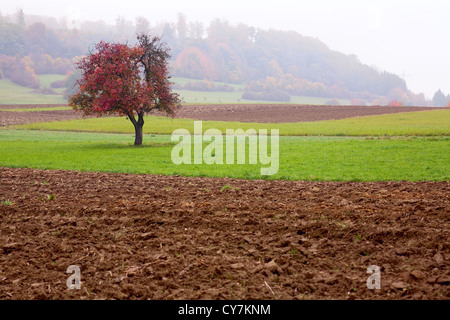 Un pommier solitaire sur un champ, jour brumeux, automne, La Sarre / Allemagne Banque D'Images